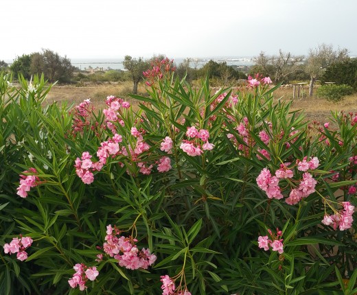 Formentera Pura